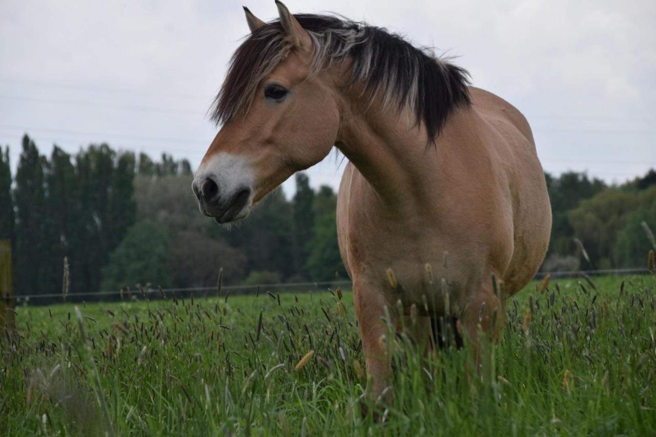 Ferme De La Forterie Verlinghem ภายนอก รูปภาพ
