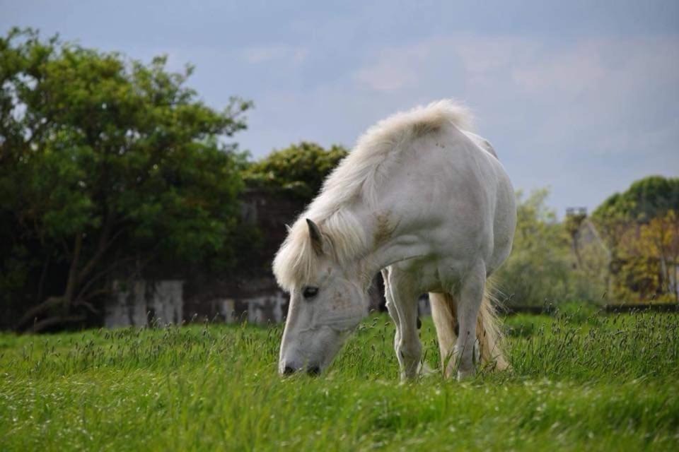 Ferme De La Forterie Verlinghem ภายนอก รูปภาพ